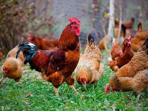 Породы куриц | ЗооТом - продажа, вязка и услуги для животных в Искитиме