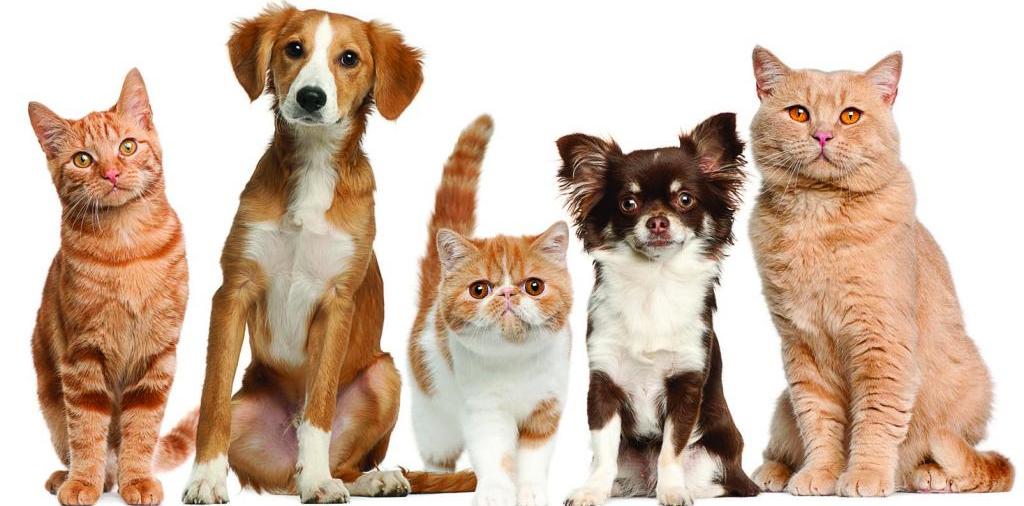 Доска объявлений о животных | ЗооТом - продажа, вязка и услуги для животных в Искитиме