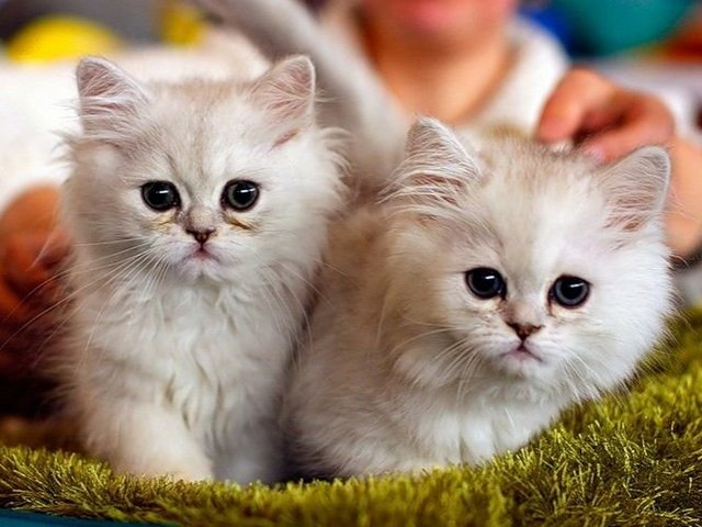 Породы кошек в Искитиме | ЗооТом портал о животных