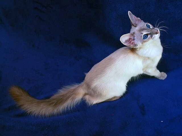 Выведенные породы кошек в Искитиме | ЗооТом портал о животных