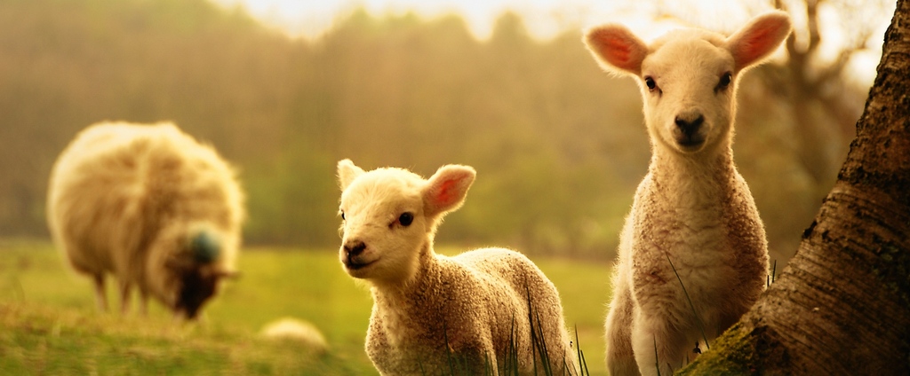 Объявления о сельскохозяйственных животных | ЗооТом - продажа, вязка и услуги для животных в Искитиме