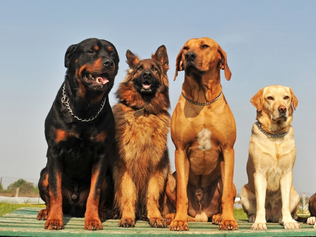 Крупные породы собак в Искитиме | ЗооТом портал о животных